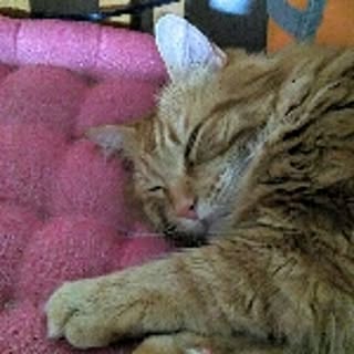 leon.cat172