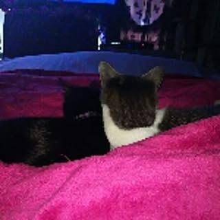 nicopenpon