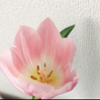 salyu