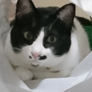 haru