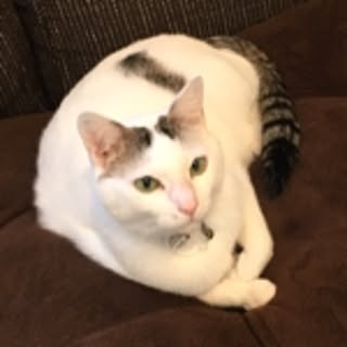 Miho