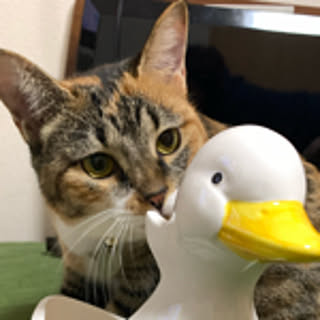 Tani