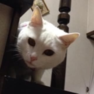 hyuga_chocolate