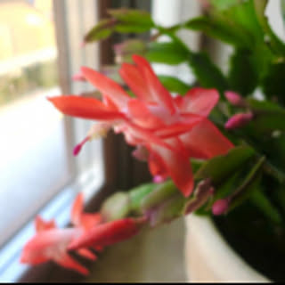 kiratao