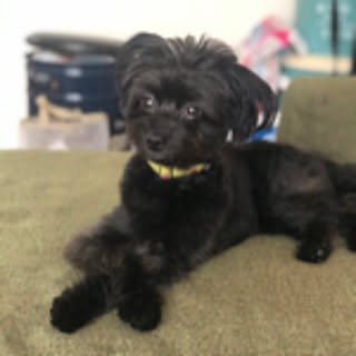lulu