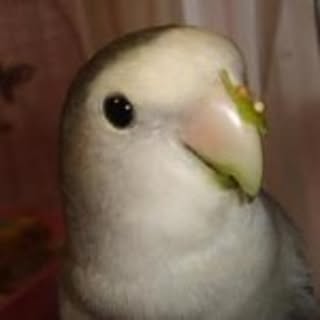 Chico