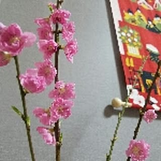 Mizuki