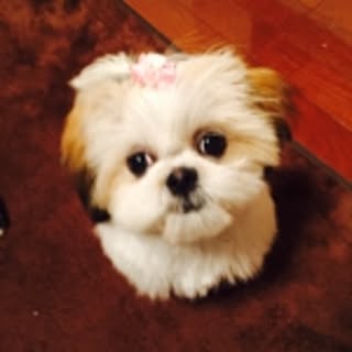 Mie