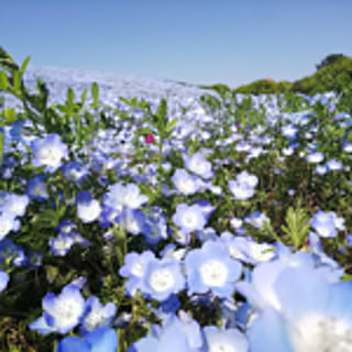 shibitaro