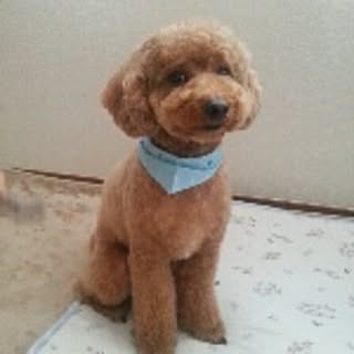 mako