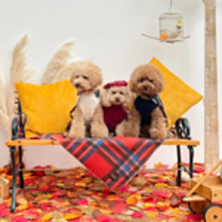 lovelovepoodle