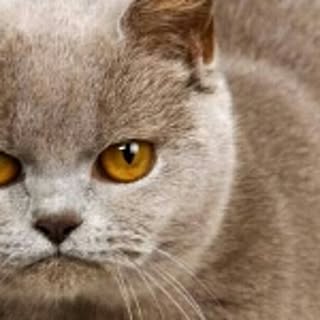 2cat