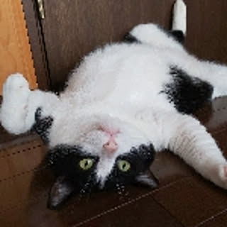 mofu.moko