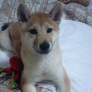 lala