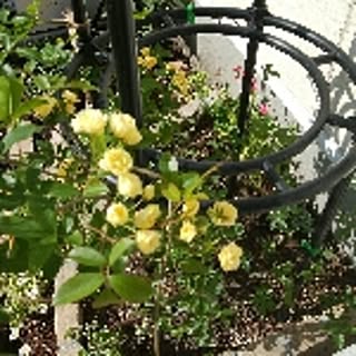 Citrus
