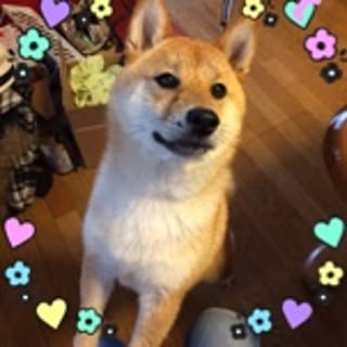sayulion