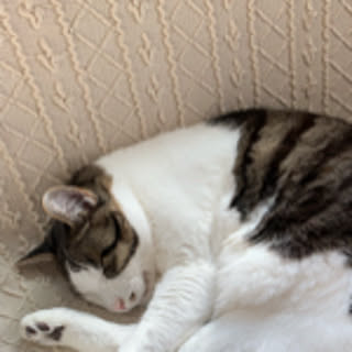 tomo