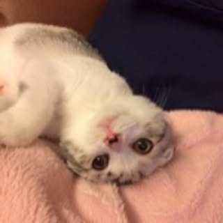 yokkochan