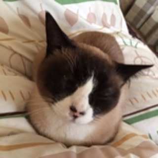 mini_arch