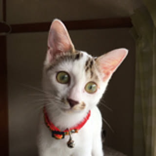 akekuroanko