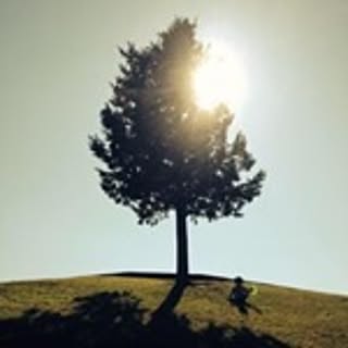 estrella-de-tabi