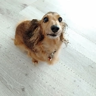 mimimi