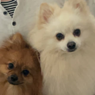 chobimei