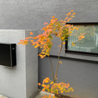 aya