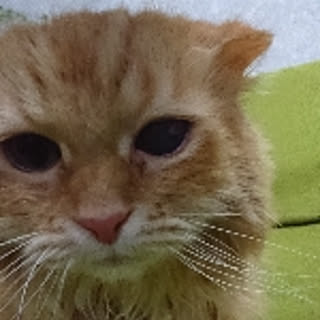 sango68