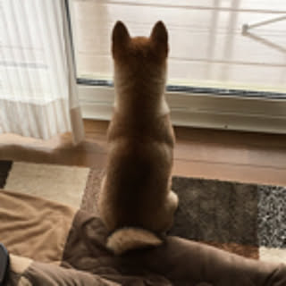 yasu