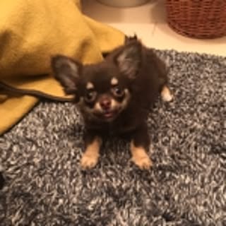 Rieko