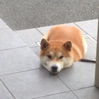 saico