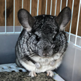 pocopoco0601