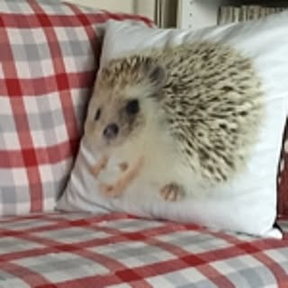 archie