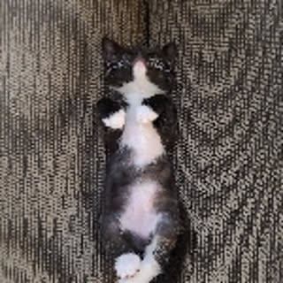 wasabi