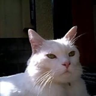 ubaneko