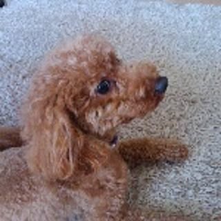 hiro