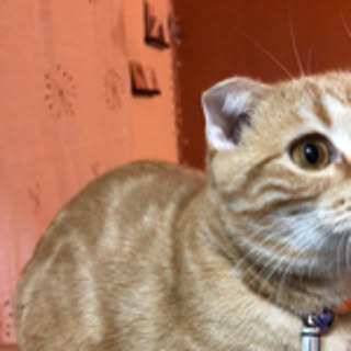 amos