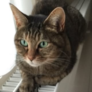 mayumi