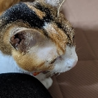 SAIKI