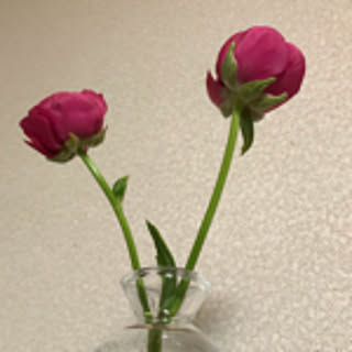 dai