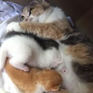 Hana