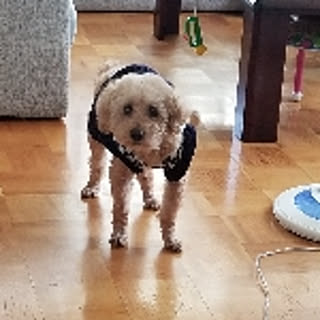 aibon.