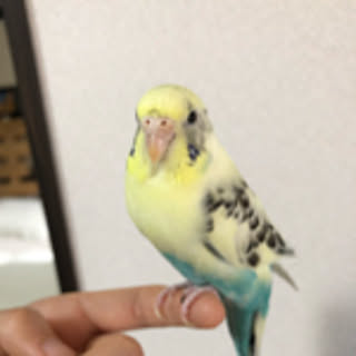 michi