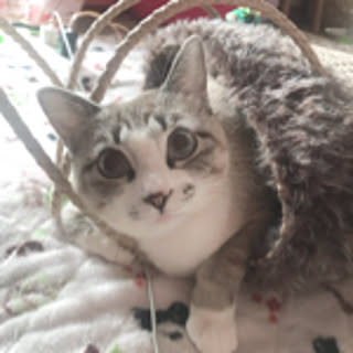rasu