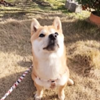 shinoopy0610