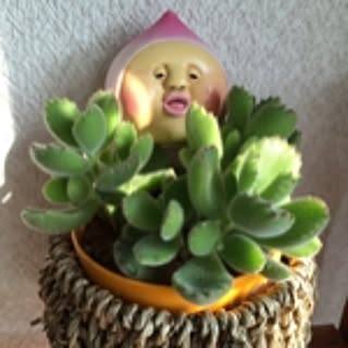 mama