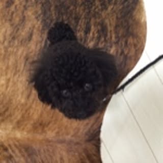 M-poodle