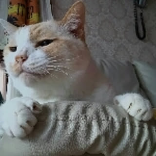 Masha