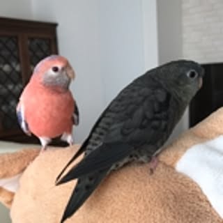 noconoco